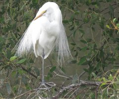 Ardea alba