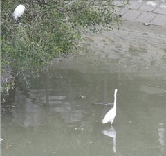 Ardea alba