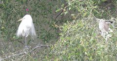 Ardea alba