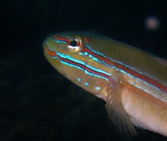 Immaculate Glidergoby photo 2