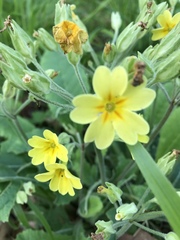 Primula × polyantha