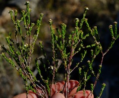 Phylica disticha cuneata