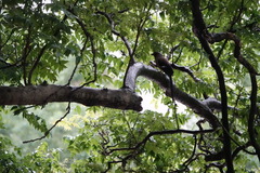 Dendrocitta formosae formosae