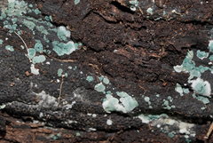 Hypocreaceae