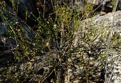 Phylica disticha cuneata