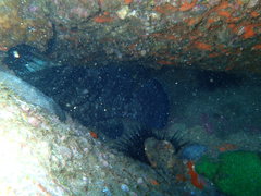 Epinephelus daemelii