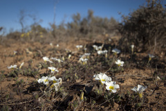 Oxalis adspersa