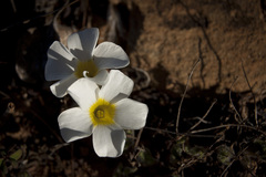 Oxalis adspersa