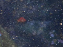 Pseudanthias squamipinnis