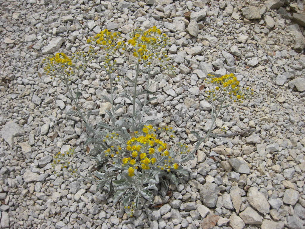 Jacobaea ambigua