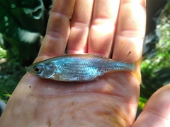 Leucaspius delineatus