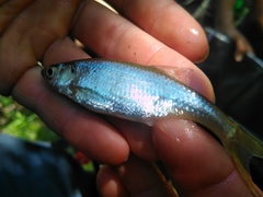 Leucaspius delineatus