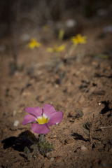 Oxalis adspersa
