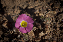 Oxalis adspersa