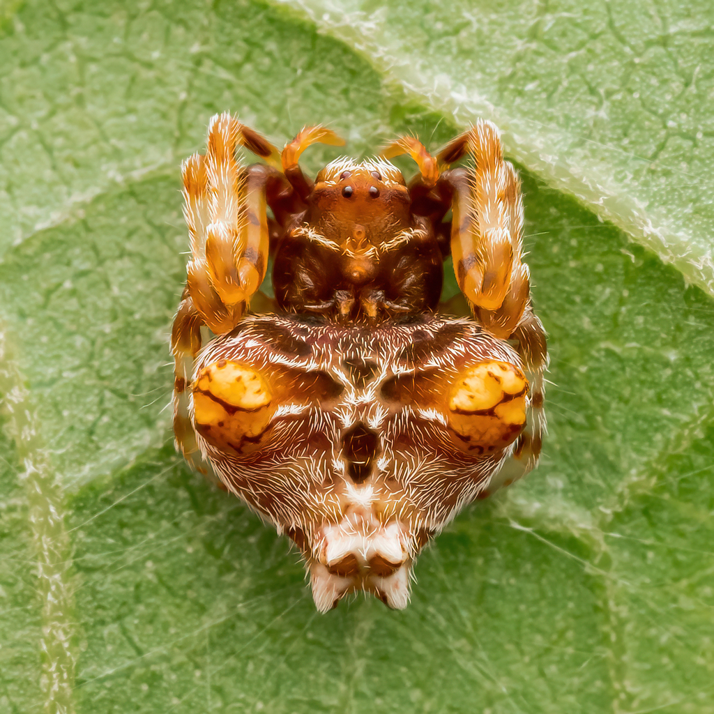Ordgarius sexspinosus