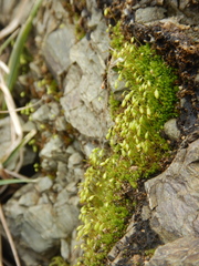Gemmabryum