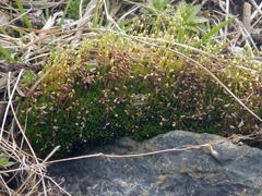 Gemmabryum