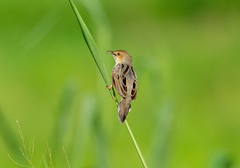 Cisticola juncidis