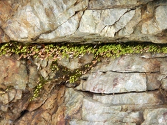 Gemmabryum