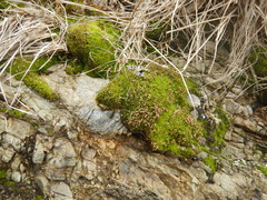 Gemmabryum