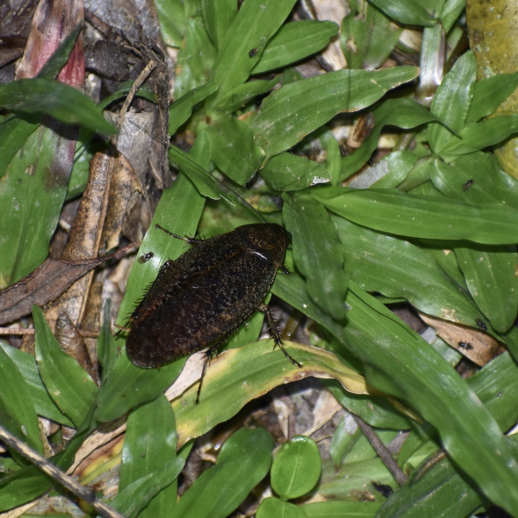 Epilampra insularis