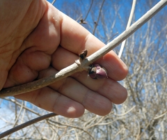 Sambucus kamtschatica