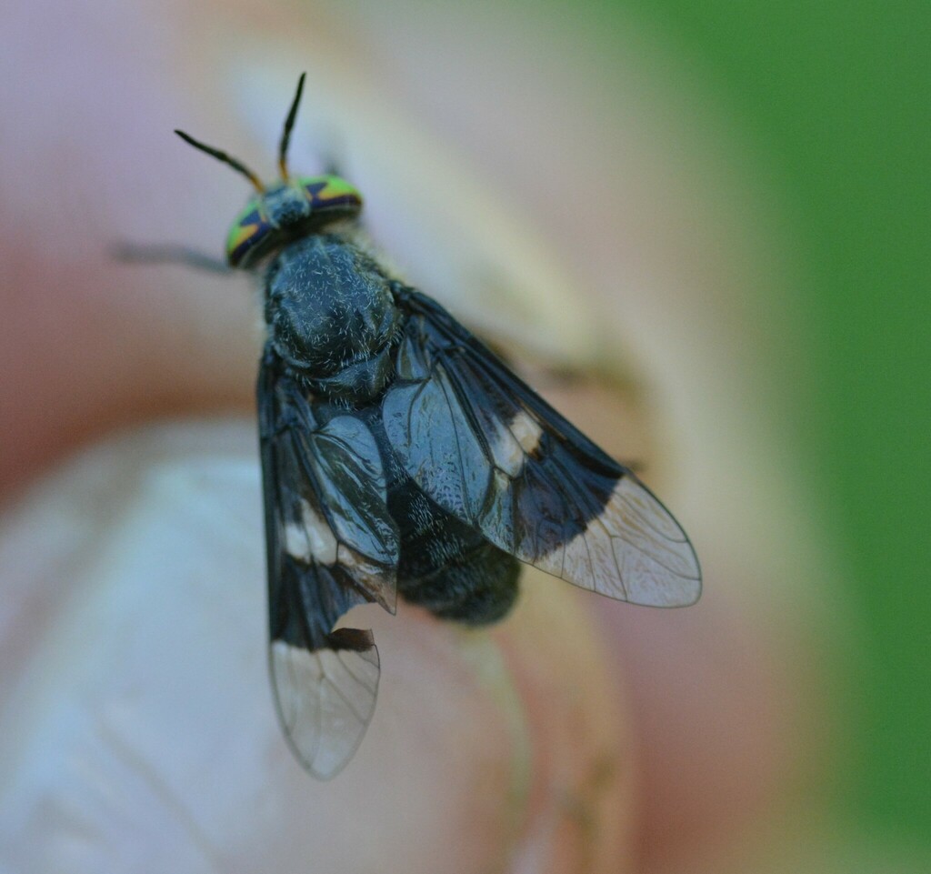 Chrysops carbonarius