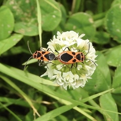 Tropidothorax sinensis