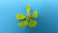 Banisteriopsis nummifera