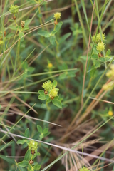 Euphorbia spinosa