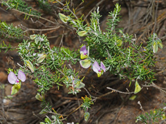 Polygala teretifolia