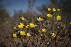 Oxalis pes-caprae sericea