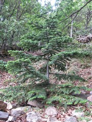 Abies nebrodensis