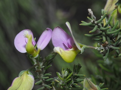 Polygala teretifolia