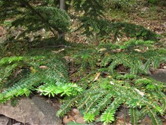 Abies nebrodensis