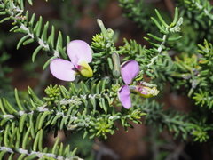 Polygala teretifolia