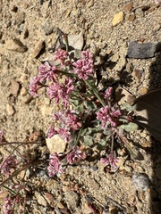 Eriogonum cithariforme