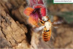 Megachile desertorum