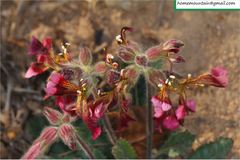 Rehmannia glutinosa