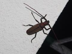 Aegolipton marginale