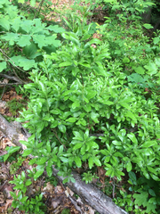 Rhododendron viscosum