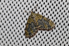 Acasis viretata