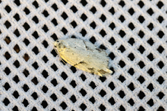 Acleris logiana
