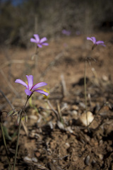 Oxalis lateriflora