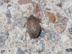 Caystrus obscurus