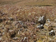 Prangos ferulacea