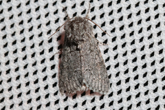 Acronicta cinerea