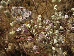 Prangos ferulacea