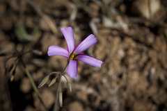 Oxalis lateriflora