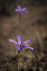 Oxalis lateriflora